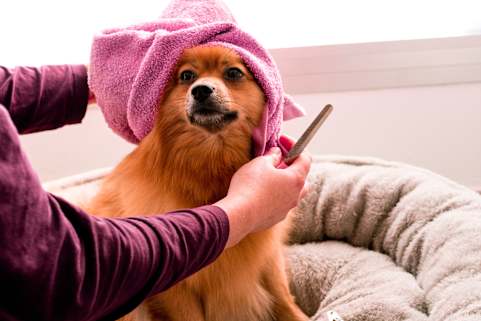 Brown Pomeranian dog wearing pink towel on head