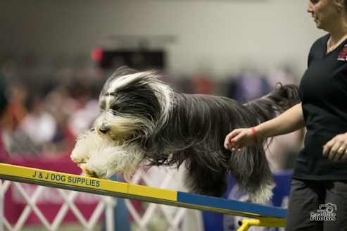 embark dog competing