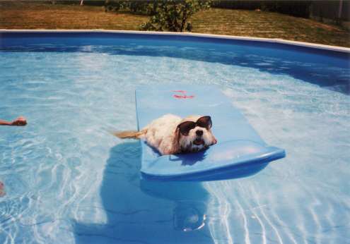 embark dog floating