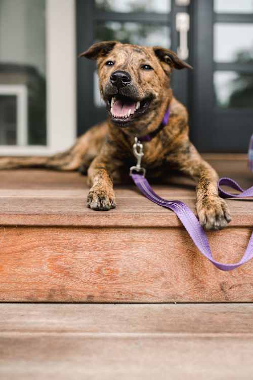 brindle dog laying on step