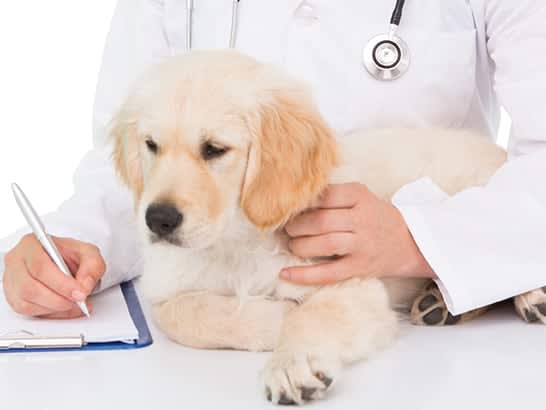 Go to "Your Dog Has a High Chance of Low ALT. Should You Worry?" article