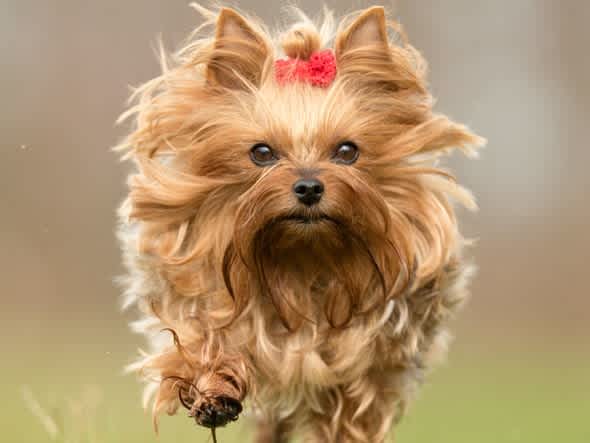 Go to "A Guide to Yorkshire Terriers" article