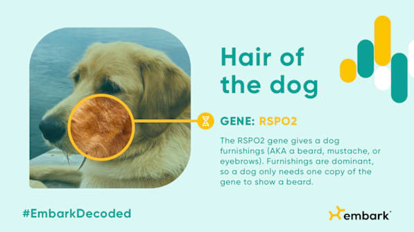 Dog on green background next to text