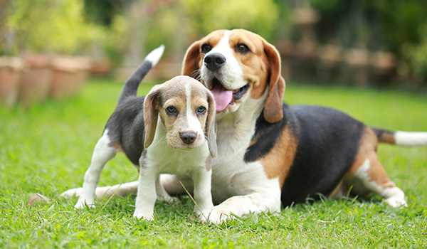 Go to "Not breeding your purebred? Why a dog DNA test still matters" article