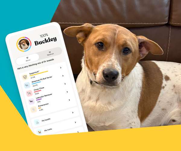 Buckley, a tan and white mixed-breed dog, sitting on a leather couch next to a mockup of his Embark DNA results showing he's a Supermutt mix of five-plus breeds including American Pit Bull Terrier, Chow Chow, Labrador Retriever, and Pomeranian.