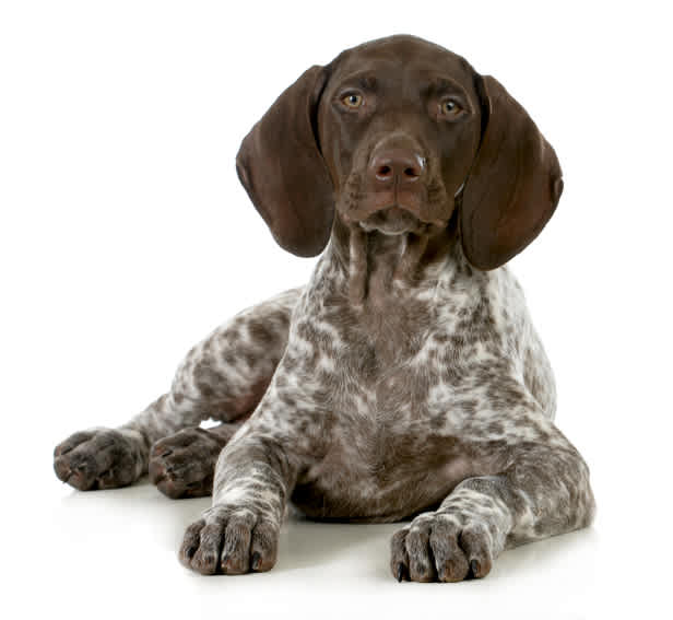 Go to "Genetic Health Testing for German Shorthaired Pointers" article
