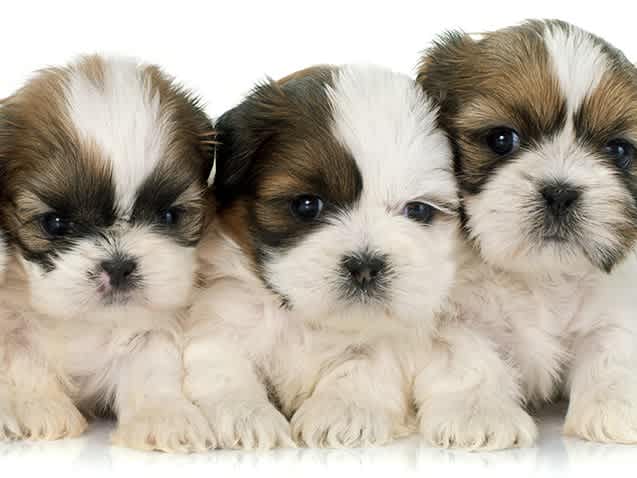 Go to "Bring the Family: Why You Should DNA Test Your Litters" article