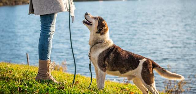 owner training dog at the park