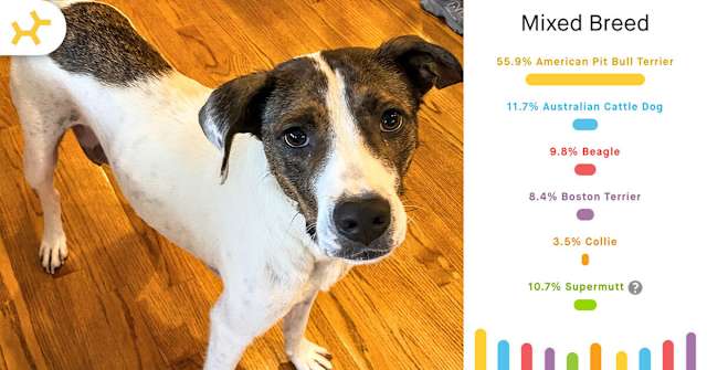 nelly breed results