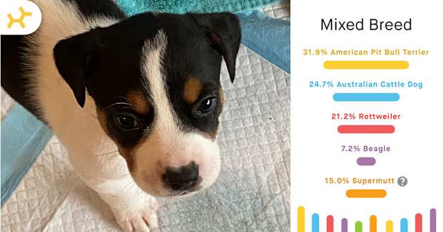 cow puppy breed results