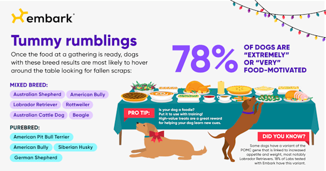 holiday routine dog food motivation