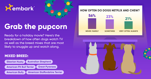 holiday routine dogs tv watch time