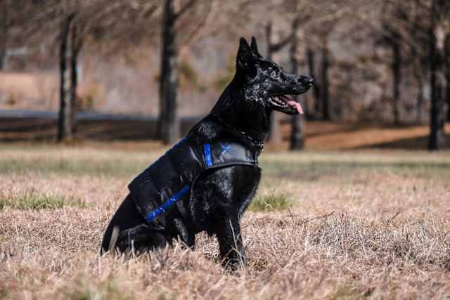 embark dog kohnen