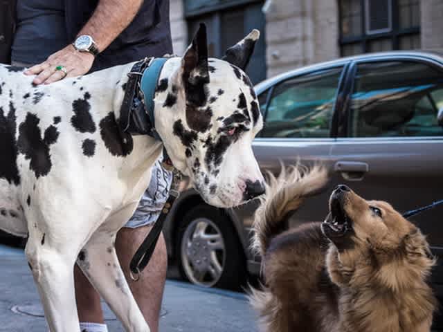 Go to "Genetic Weight: Informed by Science, and You" article