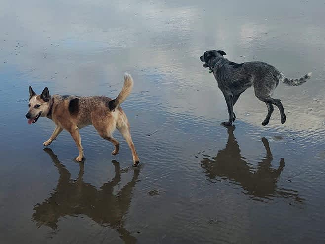 Go to "How Dog DNA Testing Shaped the Care of Two Pups" article