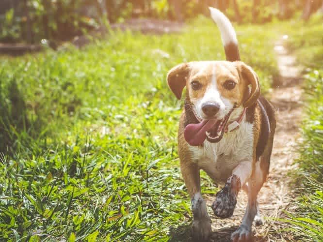 Go to "Genetic Testing for Type I IVDD in Dogs" article
