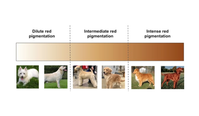 Go to "Red Pigment Intensity Test Added to Embark for Breeders Kit" article