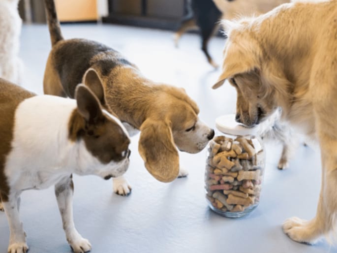 Go to "Homemade Dog Treats Your Pup Will Love" article