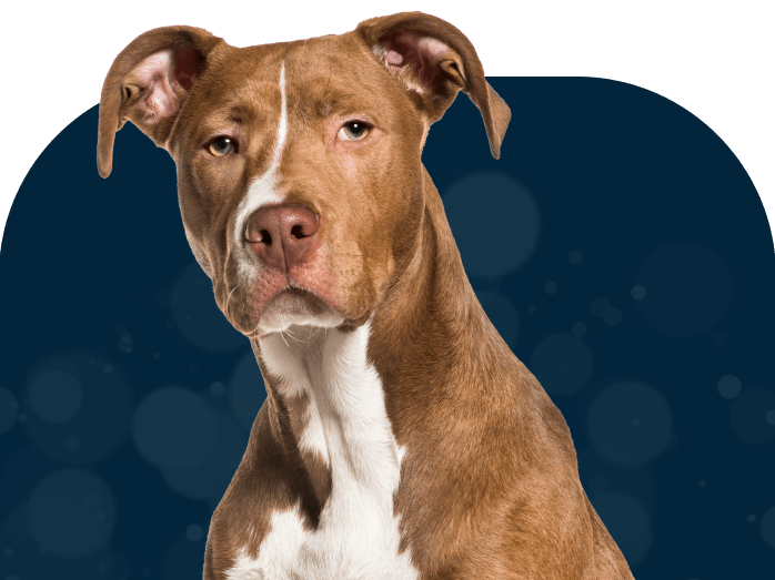 Go to "Case Study: How genetic testing uncovered a dog’s risk for HUU" article