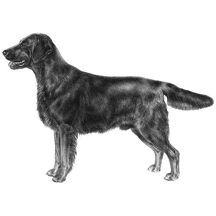 Flat-Coated Retriever