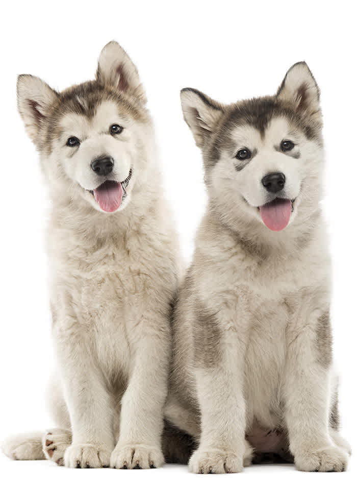 Breeder Tools & Services