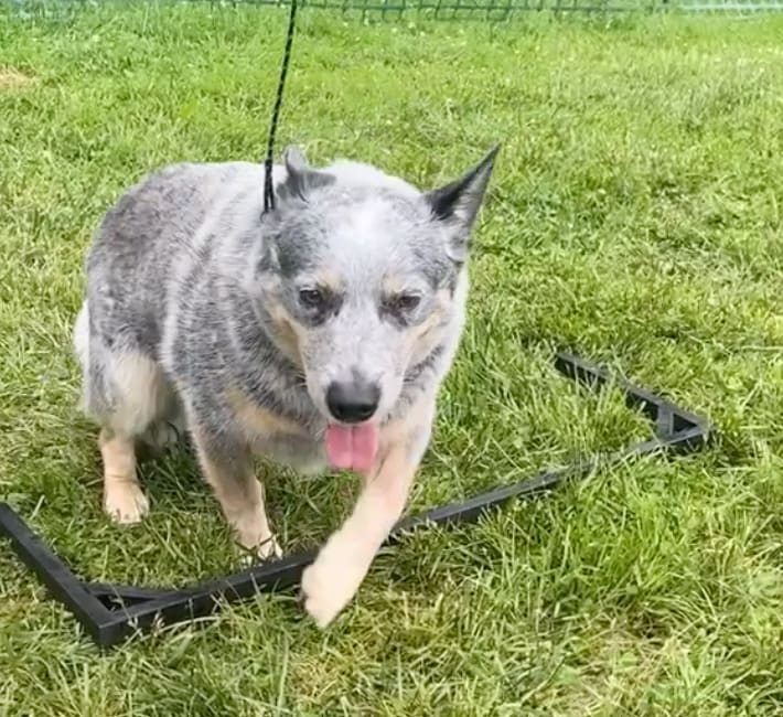 Go to "Is My Dog Right- or Left-Pawed?" article