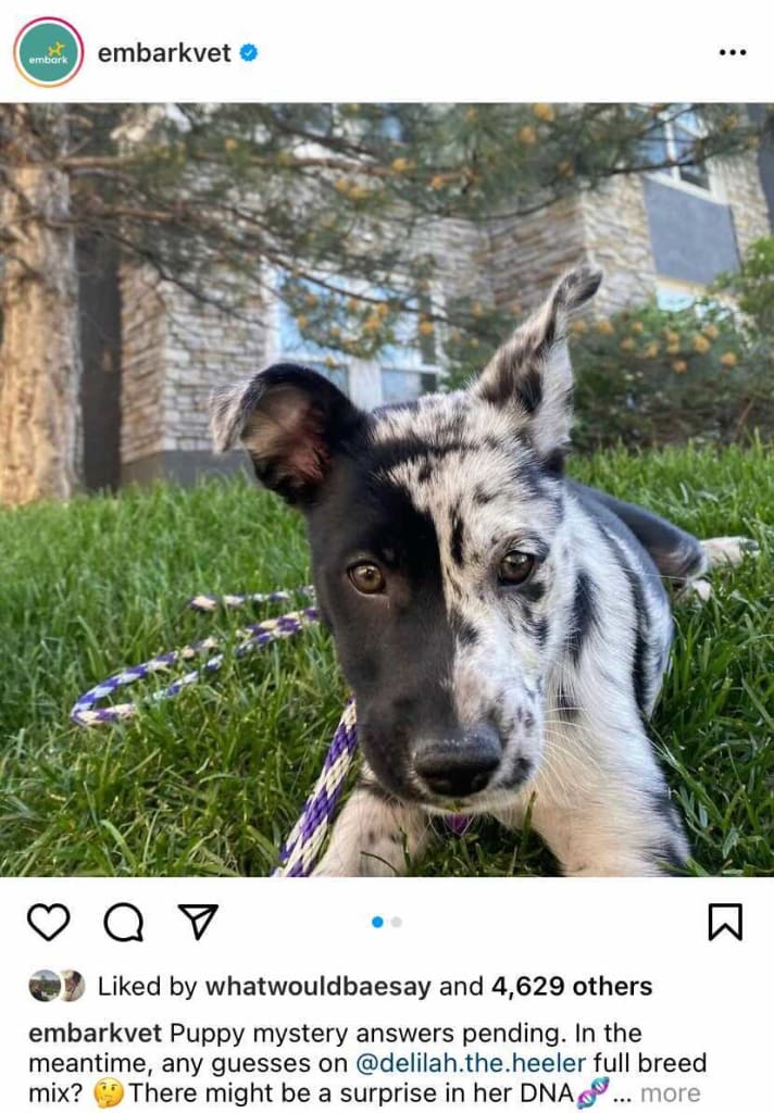 Delilah’s Embark Breed Guesses Post