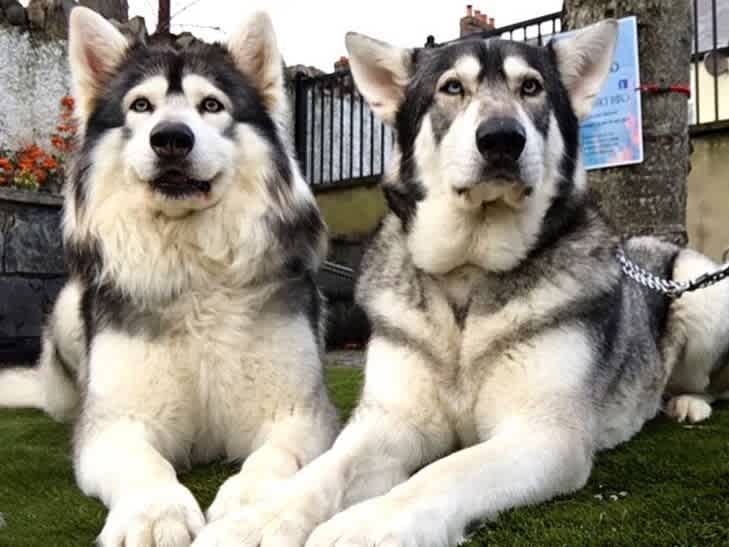 Go to "2 ‘Game of Thrones’ Dire Wolves Take Embark DNA Test" article