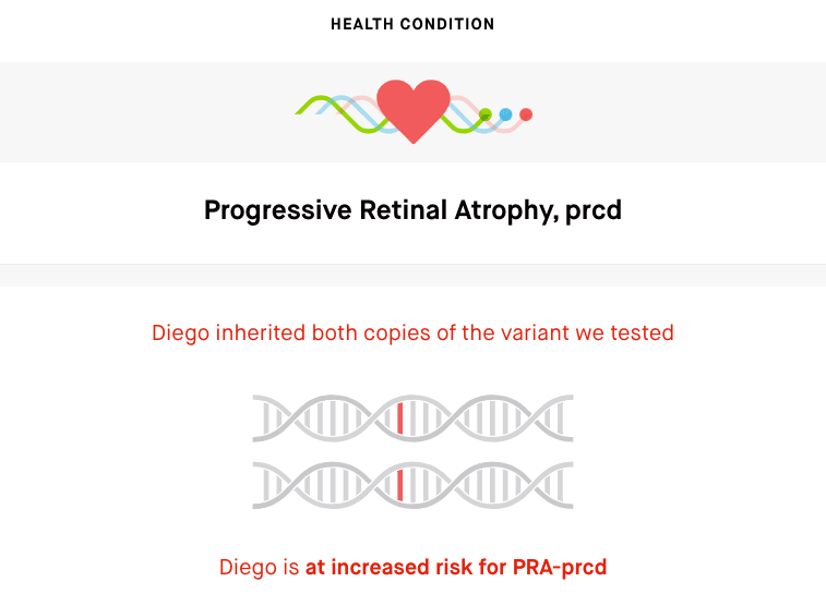 Progressive Retinal Atrophy, prcd. Diego inherited both copies of the variant we tested. Diego is at increased risk for PRA-prcd