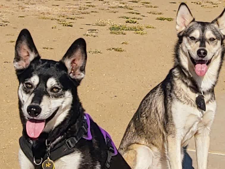 Go to "Pup Sisters Wiley and Kaylee Reunited" article