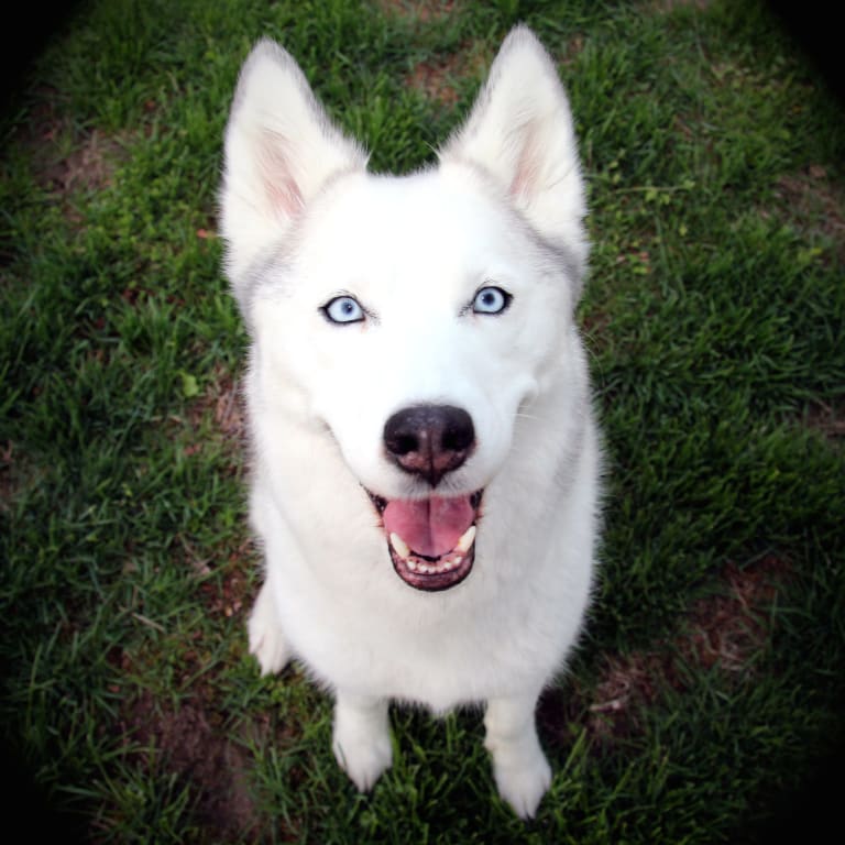 A white dog with blue eyes