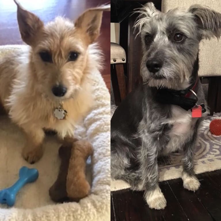 embark related dogs