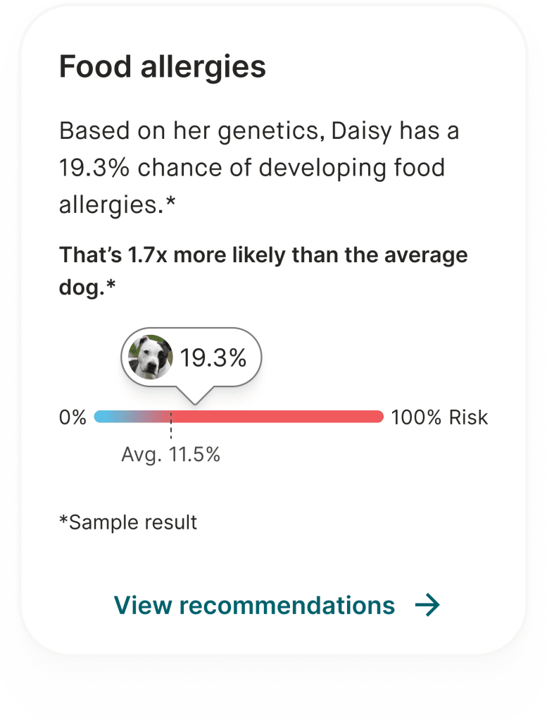 An example result showing that Daisy has a 19.3% chance of developing food allergies, which is 1.7x more than the average dog.