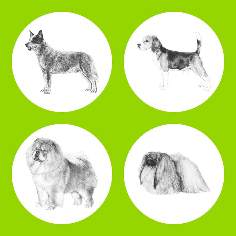 image of dog breeds in circles