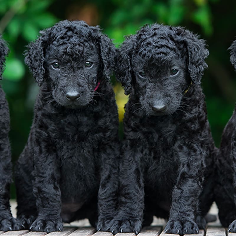 Go to "Dog Breeding Guided by Small Genetic Panels Can Reduce Genetic Diversity" article