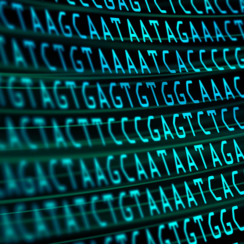 Go to "Your Dog’s DNA Test: There’s More to the Story With Embark" article