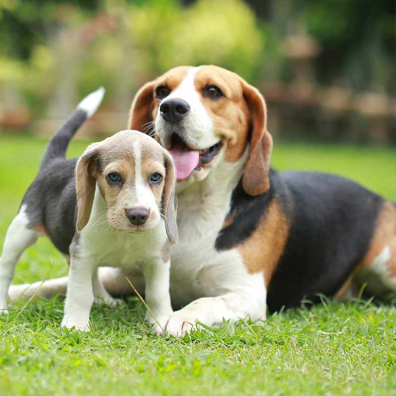 beagles