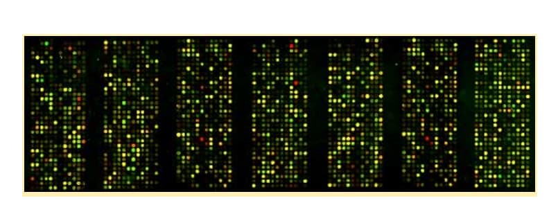 DNA