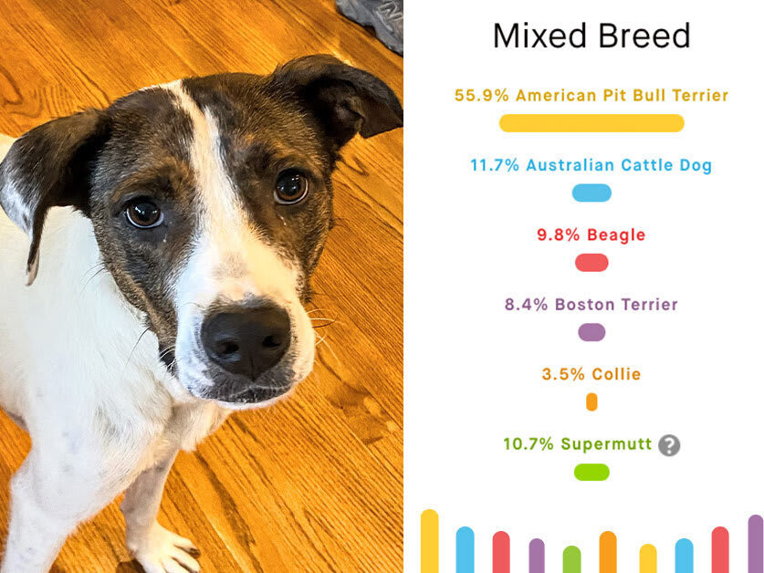 Go to "How One Illinois Dog Cheered Up a Neighborhood" article
