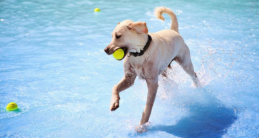 embark summer
