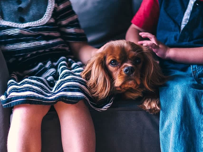 Go to "5 Dog Breeds That Are Great With Kids" article