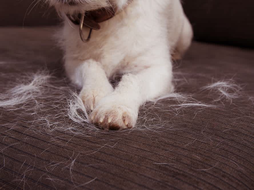 Go to "Dog Shedding Explained" article