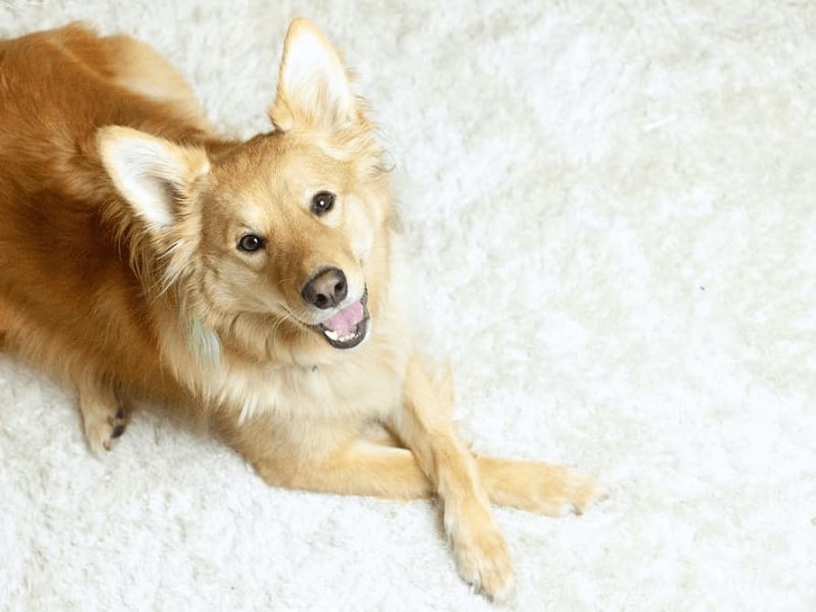 Go to "Embark Connects Siblings Baloo and Milo" article