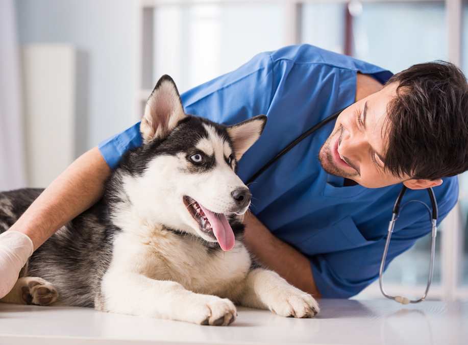 Go to "Can Genetic Health Screening Prevent Dogs from Enrolling in Pet Health Insurance?" article