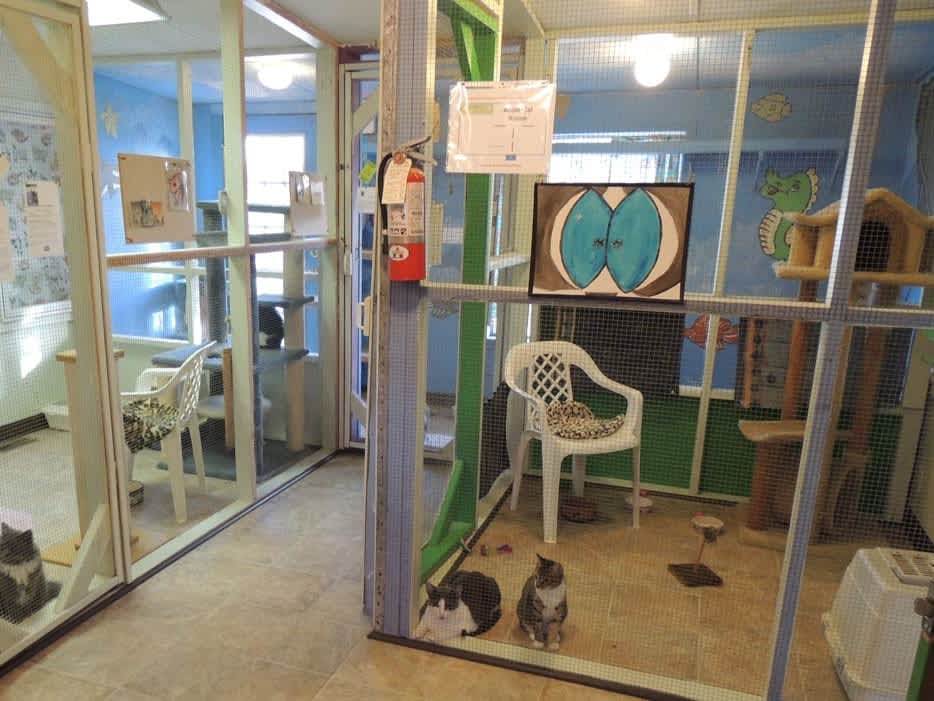Go to "Embark Donates to 6 Shelters Across 3 States" article