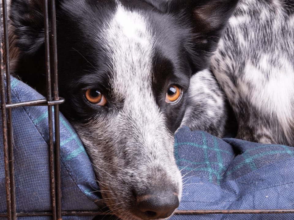 Go to "How to Crate Train Your Puppy" article
