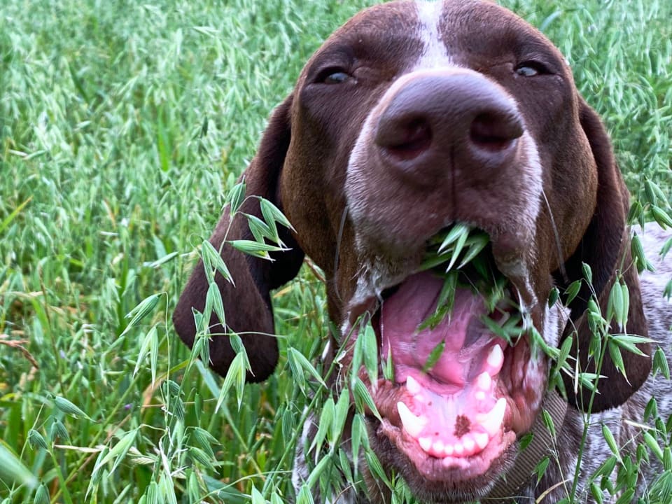 Go to "Why Do Dogs Eat Weird Things?" article
