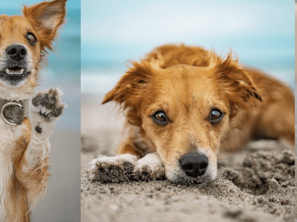 Go to "Tater’s Breed Reveal" article