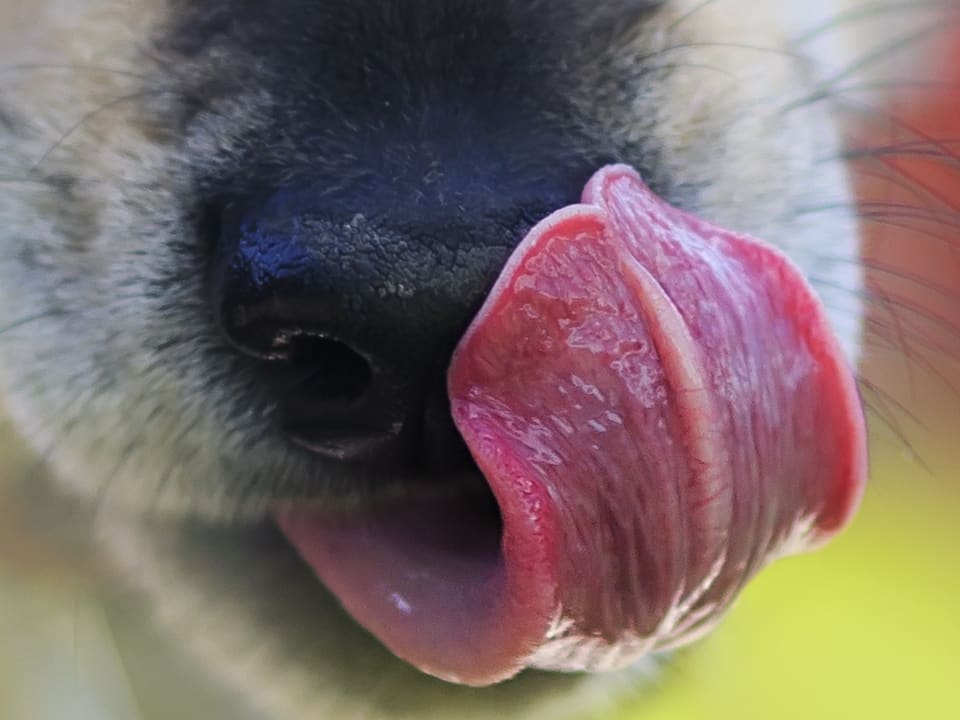 Go to "Why Does My Dog Lick So Much?" article