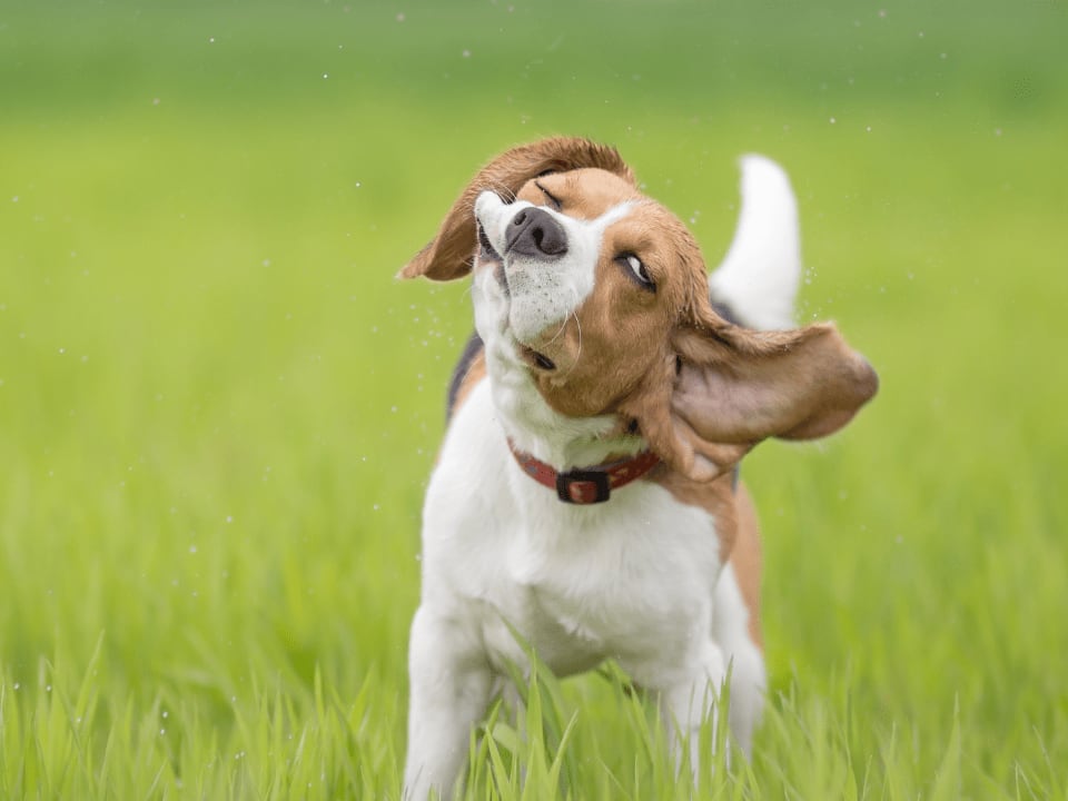 Go to "Why Does My Dog Shake?" article
